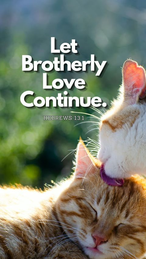 Let Brotherly Love Continue (Hebrews 13:1) phone wallpaper, full verse