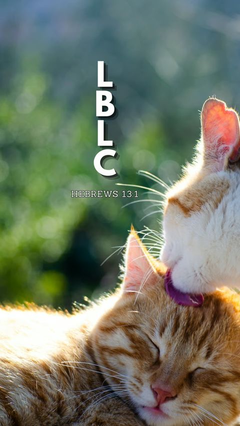 Let Brotherly Love Continue (Hebrews 13:1) phone wallpaper, letters + reference